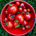 tomatoes tomatoes