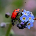 photo copyrights to tibchris on Flickr